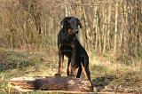 BEAUCERON - PUPPIES 423